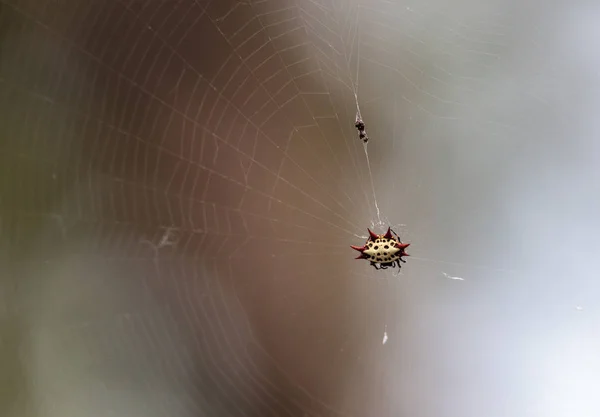 Kadın kırmızı, beyaz ve dikenli orb weaver örümcek Gasteracanth siyah — Stok fotoğraf