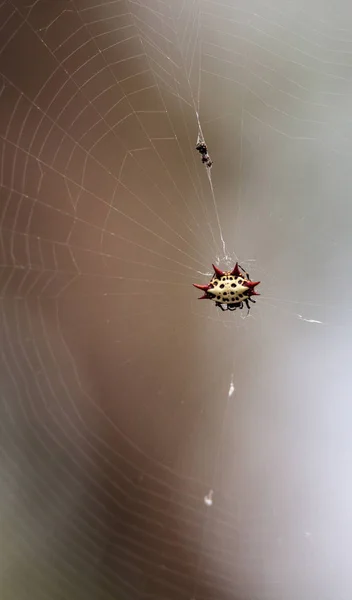 Feminino Vermelho, branco e preto Spiny orb tecelão aranha Gasteracanth — Fotografia de Stock