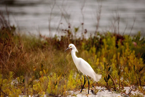 ユキコサギ Egretta ユキコ鳥魚狩り — ストック写真