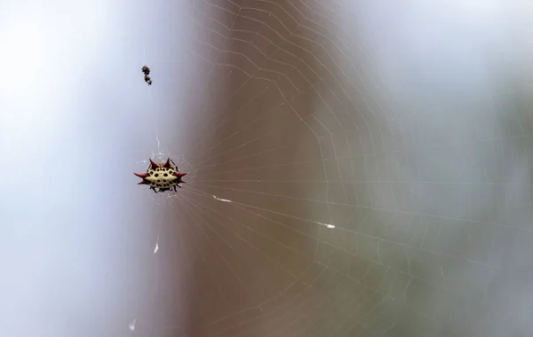 Kvinnliga röd, vit och svart taggig orb vävare spider Gasteracanth — Stockfoto