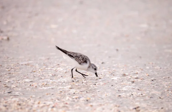 У Sandpiper shorebirds Calidris-ки — стокове фото