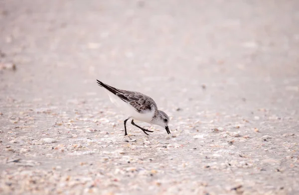 Aves playeras de Flautista de Arena Occidental Calidris mauri — Foto de Stock