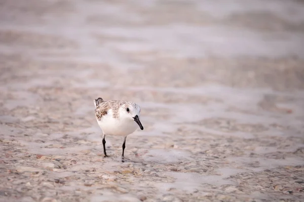 Птицы-песчаники Calidris mauri — стоковое фото