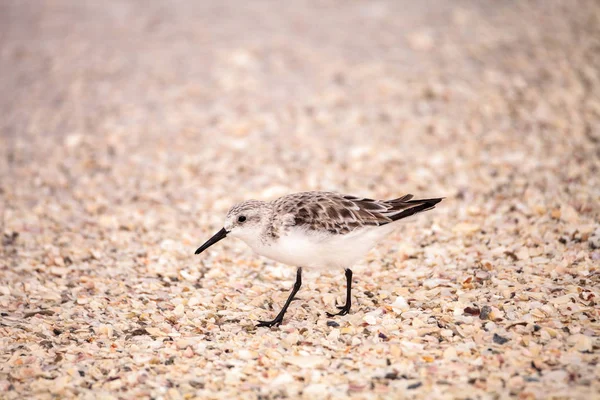 Aves marinhas-de-areia-do-oeste Calidris mauri — Fotografia de Stock