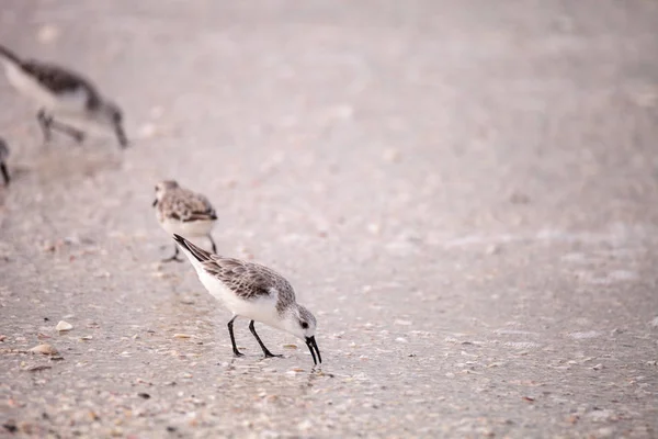 Western Sandpiper shorebirds Calidris mauri — Stock Photo, Image