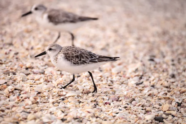 Aves marinhas-de-areia-do-oeste Calidris mauri — Fotografia de Stock