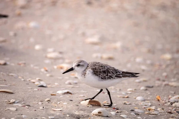 Aves marinhas-de-areia-do-oeste Calidris mauri — Fotografia de Stock