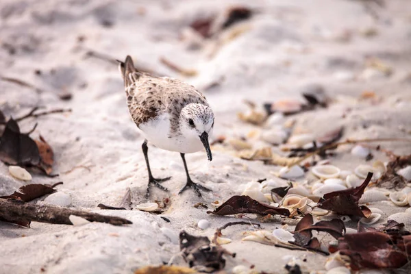 Aves marinhas-de-areia-do-oeste Calidris mauri — Fotografia de Stock