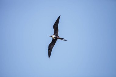 Kadın muhteşem frigatebird Fregata magnificens