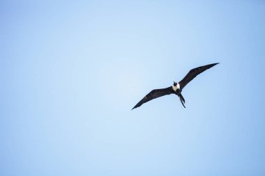 Kadın muhteşem frigatebird Fregata magnificens