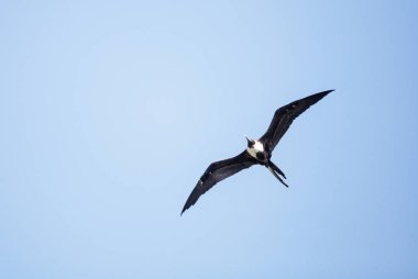 Kadın muhteşem frigatebird Fregata magnificens