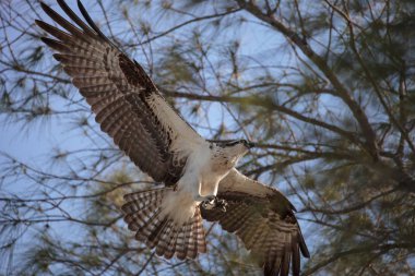 Osprey yırtıcı kuş Pandion haliaetus uçan