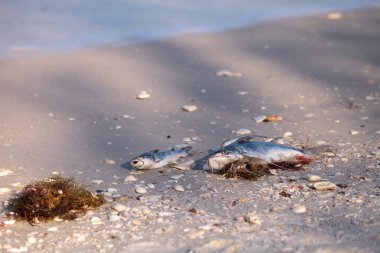 Red tide ölü yıkamayı balık neden olur.
