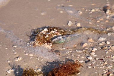 Red tide ölü yıkamayı balık neden olur.