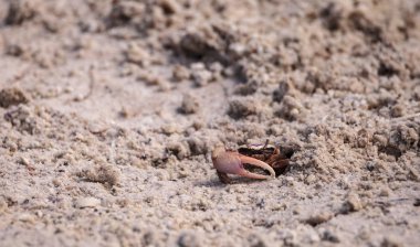 Kemancı yengeç Uca her derde deva yuvasından çıkıyor