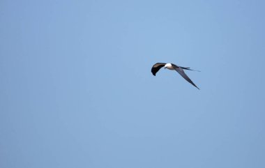 Kırlangıç kuyruklu çaylak bir mavi gökyüzünde Tigertail sahil boyunca uçar.