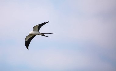 Kırlangıç kuyruklu çaylak bir mavi gökyüzünde Tigertail sahil boyunca uçar.