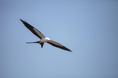 Kırlangıç kuyruklu çaylak bir mavi gökyüzünde Tigertail sahil boyunca uçar.