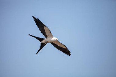Kırlangıç kuyruklu çaylak bir mavi gökyüzünde Tigertail sahil boyunca uçar.