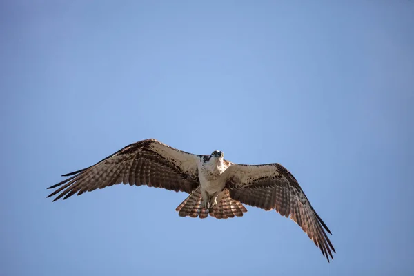 물 수리 새의 먹이 Pandion haliaetus 비행 — 스톡 사진