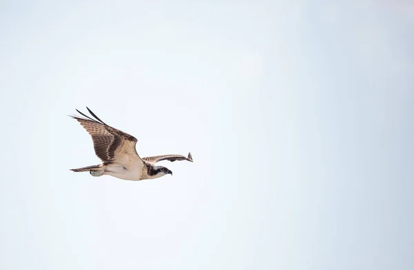 Osprey Roofvogel Pandion haliaetus vliegen — Stockfoto
