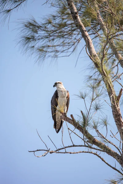 Águila pescadora Pandion haliaetus se posa sobre un árbol —  Fotos de Stock