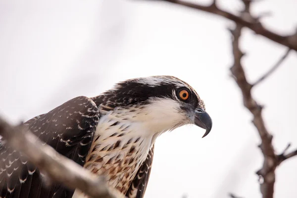 Osprey bird of prey Pandion haliaetus perches on a tree — Stock Photo, Image