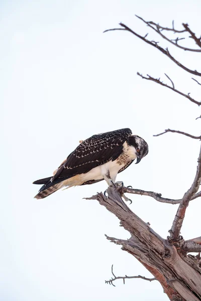Fischadler-Raubvogel Pandion haliaetus hockt auf einem Baum — Stockfoto
