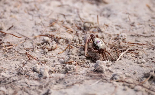 Fiddler crab Uca panacea comes out of its burrow — Stock Photo, Image