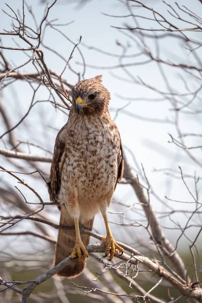 Czerwony barkach jastrząb Buteo Szczupieńczyk pręgowany — Zdjęcie stockowe