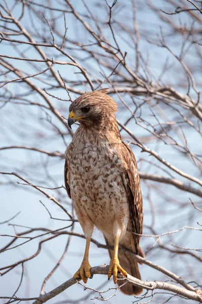 Red shouldered Hawk Buteo lineatus — Stock Photo, Image