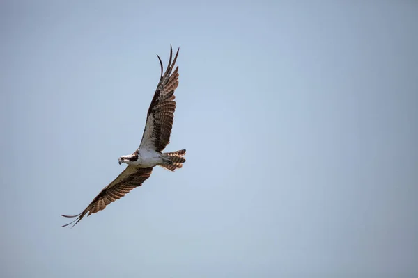 Osprey ragadozó madár Pandion haliaetus repülő — Stock Fotó