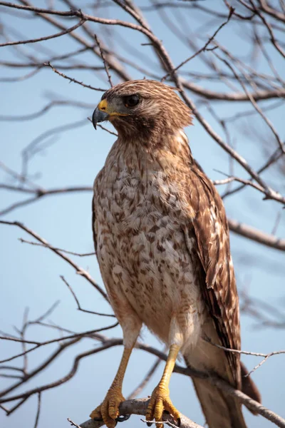 Red shouldered Hawk Buteo lineatus — Stock Photo, Image