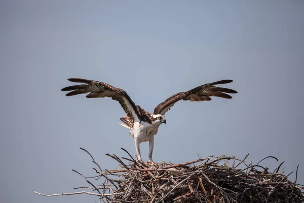 Fiskgjuse rovfågel Pandion haliaetus flyger — Stockfoto