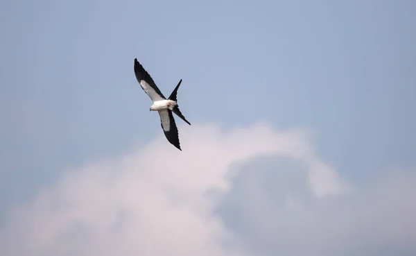 ハリモミ ビーチ青い空を横切って飛ぶツバメトビ — ストック写真