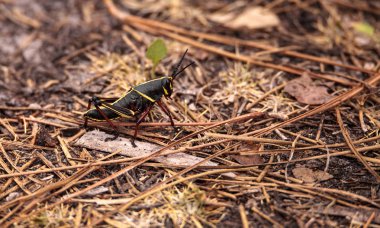 Juvenil Kahverengi ve sarı Doğu lubber çekirge Romalea mikrofon