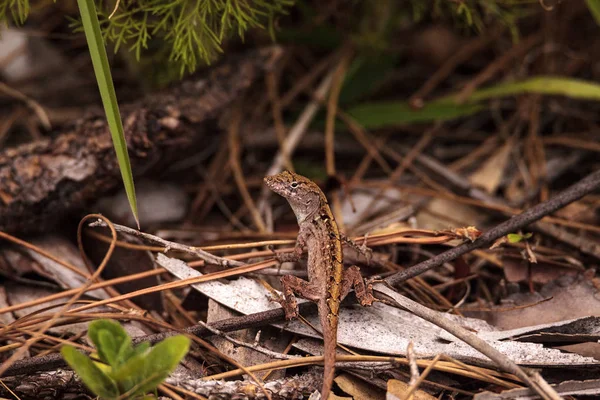 Braune Anoleidechse Anolis sagrei — Stockfoto