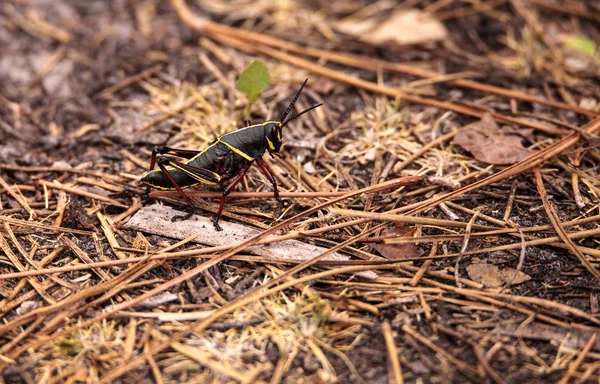 Juvenile Brown and yellow Eastern lubber grasshopper Romalea mic — Stock Photo, Image