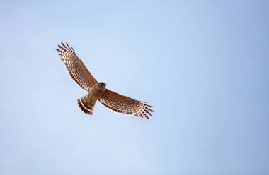 Kırmızı omuzlu Şahin Şahin lineatus
