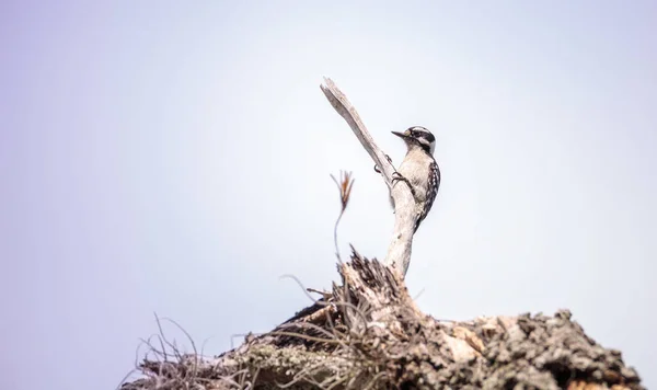 Downy Woodpecker Picoides опуклі окуляри на мертвому дереві — стокове фото