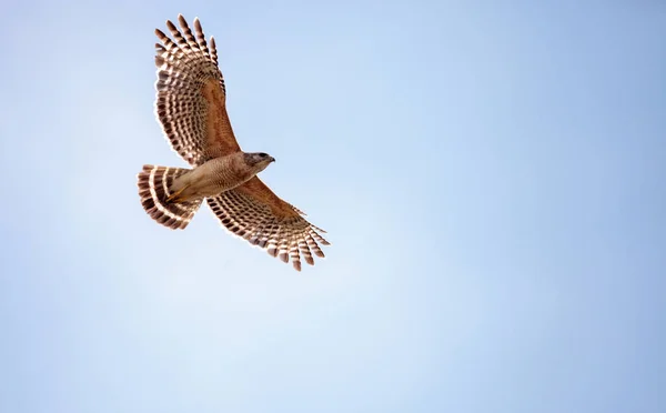 Rotschulterfalke buteo lineatus — Stockfoto