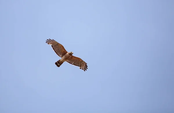 Czerwony barkach jastrząb Buteo Szczupieńczyk pręgowany — Zdjęcie stockowe