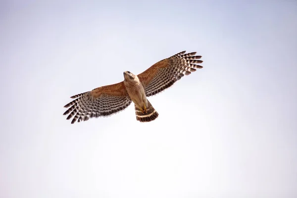 Red shouldered Hawk Buteo lineatus — Stock Photo, Image