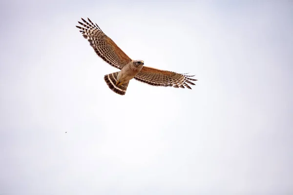 Rotschulterfalke buteo lineatus — Stockfoto