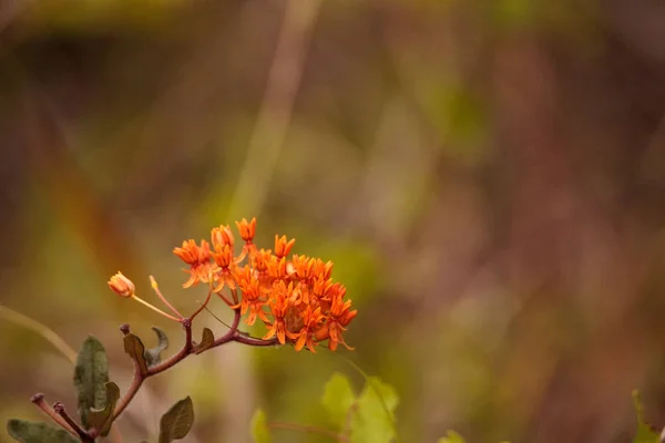Помаранчеві квіти бур'янів-метеликів Asclepias tuberosa — стокове фото