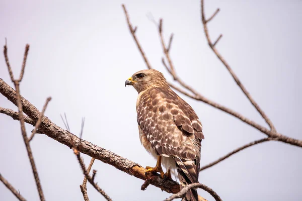 Red shouldered Hawk Buteo lineatus — Stock Photo, Image