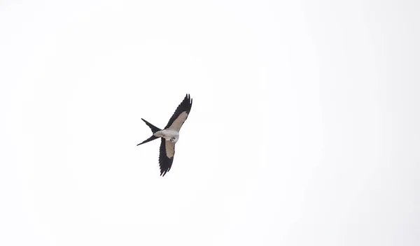 Cometa cola de golondrina Elanoides forficatus moscas — Foto de Stock