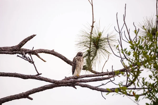 Piros vállú ölyv Buteo lineatus — Stock Fotó