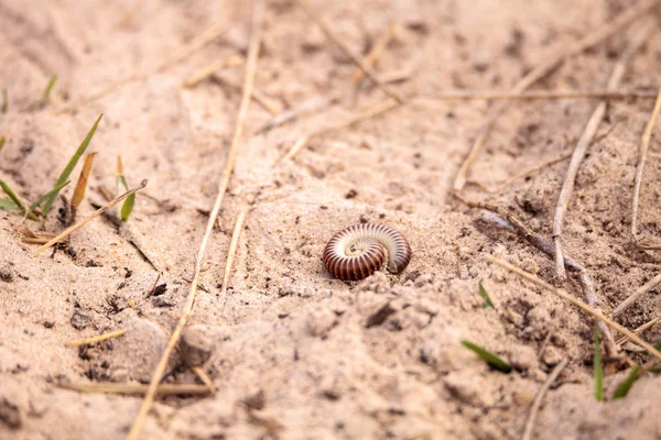 Yellow banded millipede Anadenobolus monilicornis