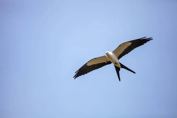 Otakárek kite Elanoides forficatus letí — Stock fotografie